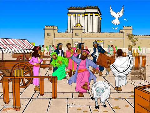 Yeshua a călărit pe străzile orașului până la Templu. În afara pereţilor săi mii de soldaţi romani păzeau porţile. Pilat, guvernatorul roman, nu vroia să aibă probleme pe timpul Sărbătorilor care urmau să vină. Înăuntru, curtea a devenit o piaţă. Negustorii cumpărau și vindeau animale și schimbau bani. Ei îi înșelau pe oameni în loc să-L cinstească pe Dumnezeu. Yeshua și-a încleștat pumnii. Templul n-avea niciodată menirea de a fi un loc pentru a cumpăra și vinde lucruri. Avea menirea de a fi un loc unde să-L venereze pe Yah, Dumnezeul lor.<br/>Dimineaţa următoare, Yeshua s-a întors la Templu și și-a făcut un bici din sfoară. Pocnind din el deasupra capului, El a dat cu piciorul în tarabele negustorilor și le-a răsturnat scaunele.<br/>– Cum îndrăzniţi să transformaţi casa Tatălui Meu într-un târg? strigă cu glas puternic.<br/>Oile behăiau iar boii mugeau. Monedele s-au împrăștiat prin toată curtea și s-au rostogolit pe treptele lucioase de marmură. Yeshua le-a spus oamenilor:<br/>– Stă scris: „Casa mea este casa rugăciunii”. Dar voi aţi transformat-o într-un loc pentru hoţi! Când conducătorii preoţilor au auzit ce s-a întâmplat, au devenit foarte furioși. <br/>– Haideţi, să nu mai pierdem vremea. Trebuie să găsim o modalitate de a-L omorâ pe acest om! – Imagine 6