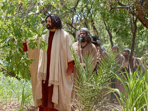 Isus folosește un smochin pentru a învăța oamenii despre credință și rugăciune. (Marcu 11:12-25) – Imagine 1