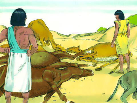 În ziua următoare animalele egiptenilor au murit. – Imagine 18