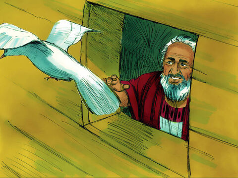 O săptămână mai târziu a trimis porumbelul a treia oară, dar acesta nu s-a mai întors. Noe ştia că porumbelul îşi găsi loc unde să se aşeze. – Imagine 20
