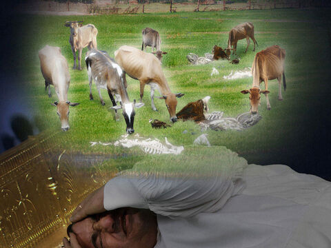 În visul Faraonului vacile sfrijite le-au mâncat pe cele şapte vaci grase. – Imagine 5