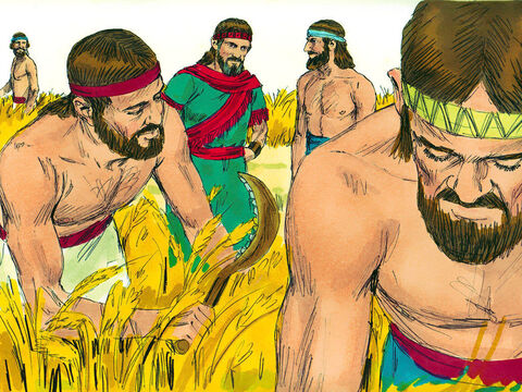 Rut s-a dus pe ogorul lui Boaz. El era din familia lui Elimelec, soţul mort al lui Naomi. Mai târziu a ajuns şi Boaz şi i-a salutat pe secerători: – Domnul să fie cu voi! Secerătorii i-au răspuns: – Domnul să te binecuvânteze! – Imagine 2