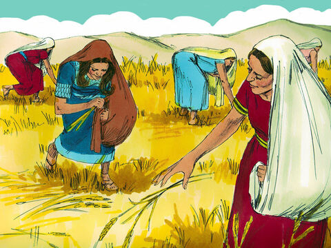 De atunci înainte Rut a continuat să culeagă spice din ogorul lui Boaz. A stat lângă celelalte femei, care strângeau spice, ştiind că va fi în siguranţă cu ei. A muncit din greu la seceratul orzului şi apoi al grâului, asigurându-se că Naomi avea mâncare destulă. – Imagine 11